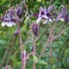 Aquilegia vulgaris 'William Guiness'/'Magpie' - Skógarvatnsberi 'William Guiness'/´Magpie'