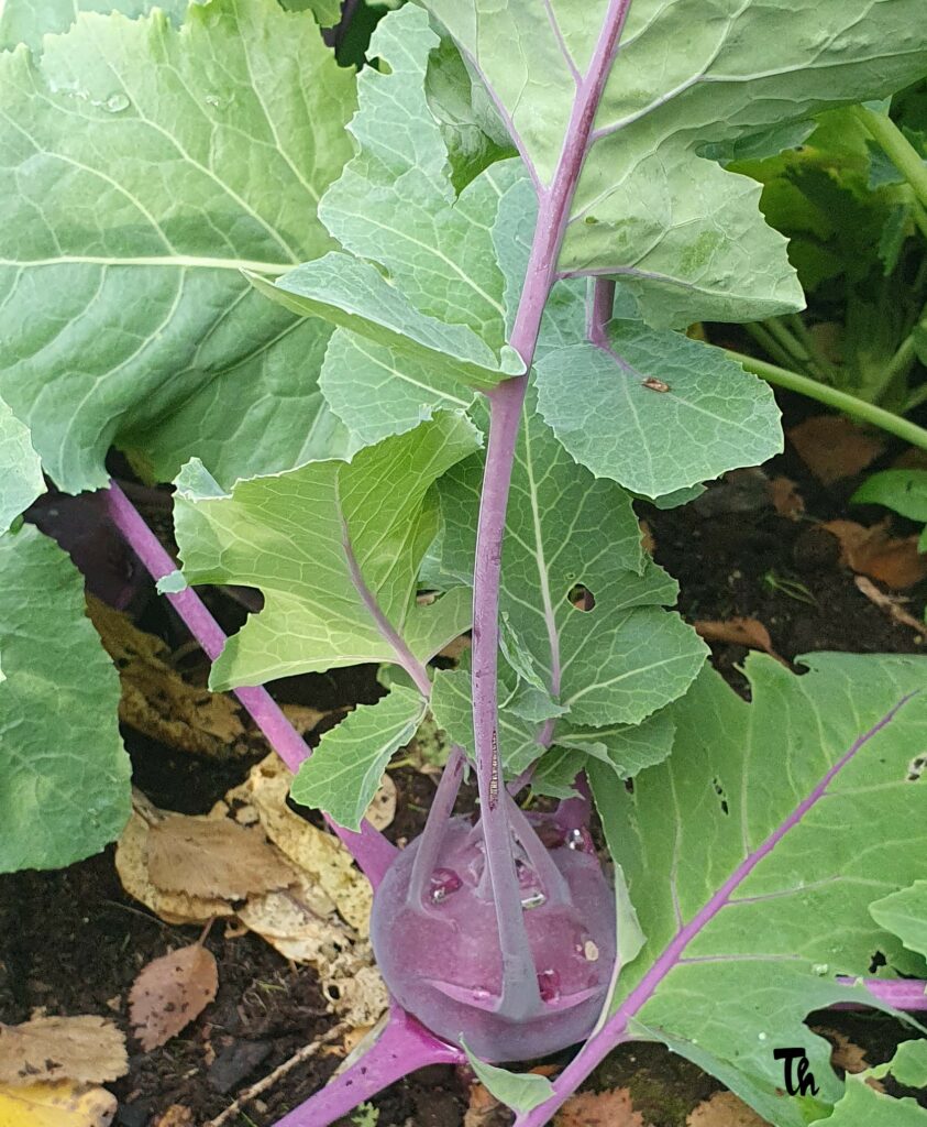 Brassica Oleracea Var. Gongylodes – Hnúðkál – Garðyrkjufélag Íslands