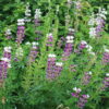 Lupinus nootkatensis 'Flensburg' - Alaskalúpina 'Flensburg' - Image 2