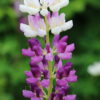 Lupinus nootkatensis 'Flensburg' - Alaskalúpina 'Flensburg'