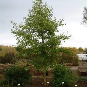 Alnus glutinosa - Svartelri