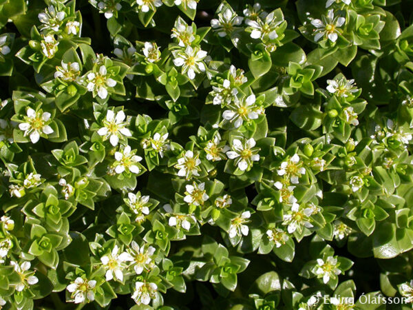 Honckenya peploides - Fjöruarfi