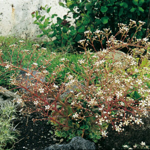 Saxifraga cotyledon * - Klettafrú *