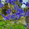 Aquilegia alpina - Fjallavatnsberi