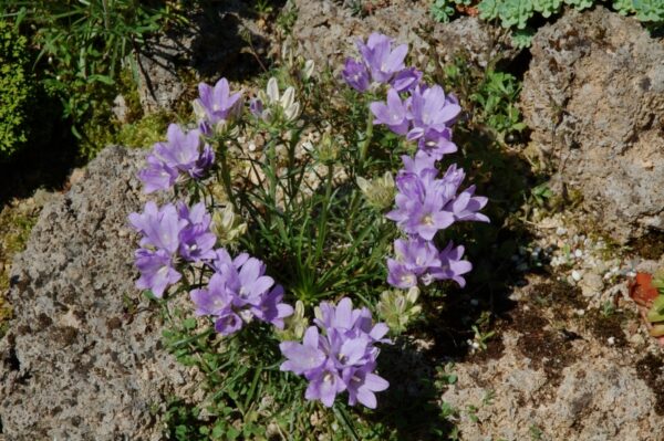 Edraianthus graminifdius - Grasbikar