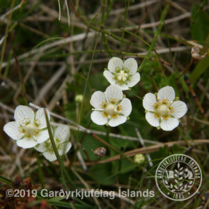 Parnassia palustris-Mýrarsóley
