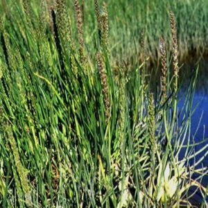 Triglochin maritima* - Strandsauðlaukur *