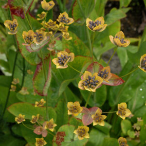 Bupleurum longifolium - Búkonubudda