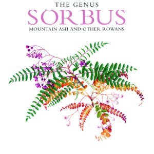 The genus Sorbus