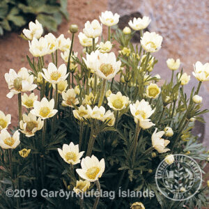 Anemone magellanica - Ljósasnotra