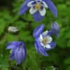 Aquilegia glandulosa - Stjörnuvatnsberi - Image 2