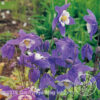 Aquilegia glandulosa - Stjörnuvatnsberi