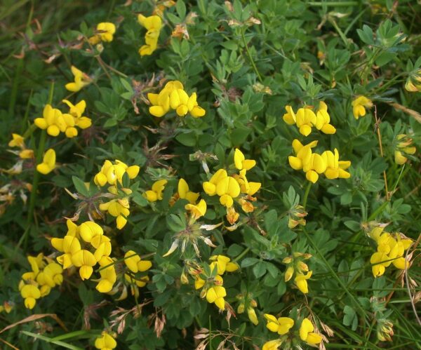 Lotus corniculatus - Maríuskór