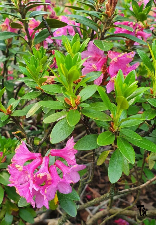 Rhododendron myrtifolium – Klettalyngrós – Garðyrkjufélag Íslands