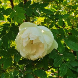 Rosa pimpinellifolia 'Nana' - Þyrnirós