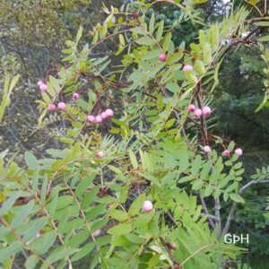 Sorbus rosea - Rósareynir