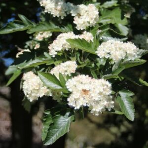 Sorbus borbasii - Rúmenareynir