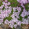 Silene acaulis * - Lambagras * - Image 2