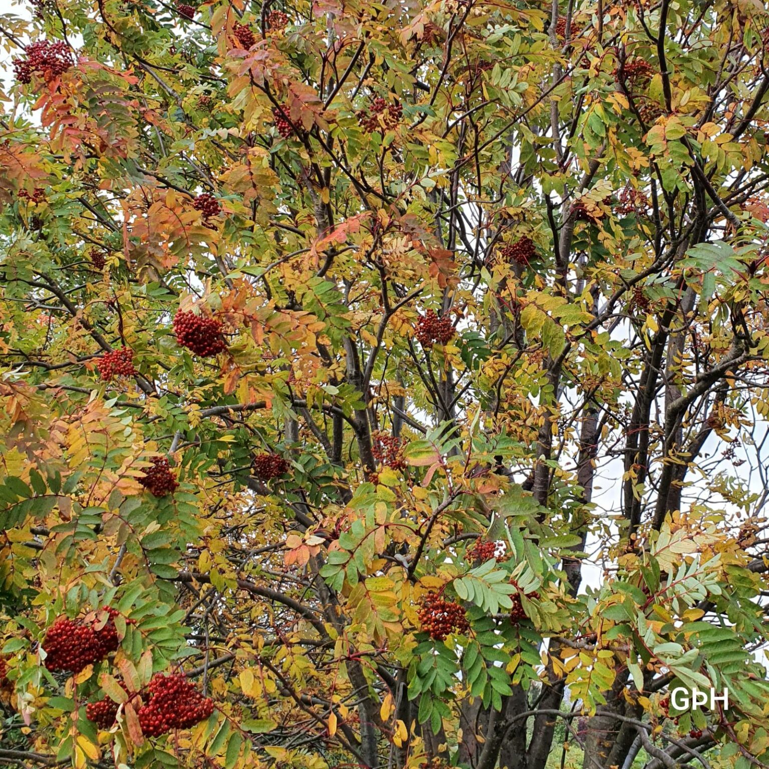 Sorbus decora Skrautreynir Garðyrkjufélag Íslands