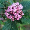 Sorbus hostii - Úlfareynir - Image 2