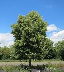 Tilia cordata 'Lone Star' op - Hjartalind 'Lone Star', smáblaða