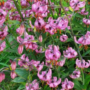 Lilium martagon - Túrbanlilja
