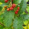 Sorbus hostii - Úlfareynir
