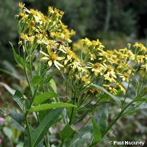 Senecio fluviatilis - Vætuþulur