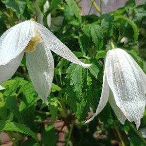 Clematis alpina v. sibirica alba -  Mjallarbergsóley (hvít)