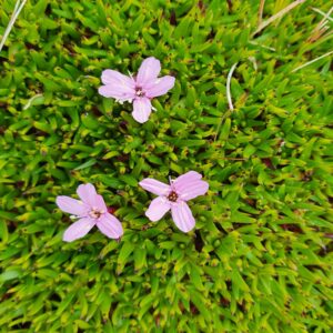 Silene acaulis * - Lambagras *