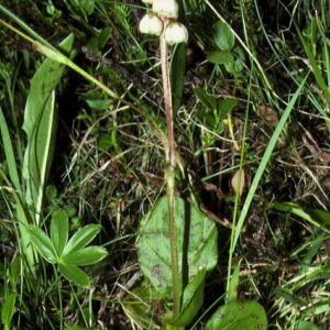 Pyrola minor* - Klukkublóm *