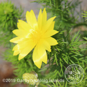 Adonis vernalis - Vorgoði