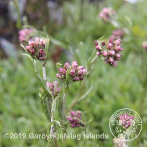 Antennaria dioica - Garðalójurt