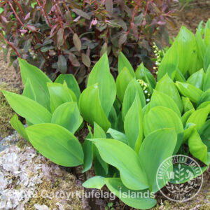 Convallaria majalis - Dalalilja