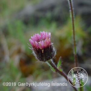 Erigeron borealis * - Jakobsfífill *