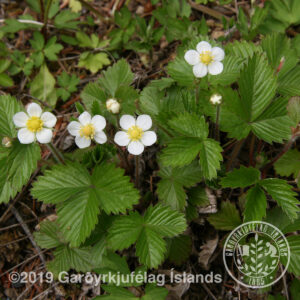 Fragaria vesca * - Villt jarðarber *