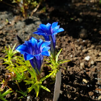 Gentiana chinensis - Kínavöndur