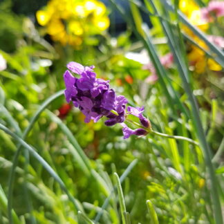 Lavendula angustifolia - Lavender