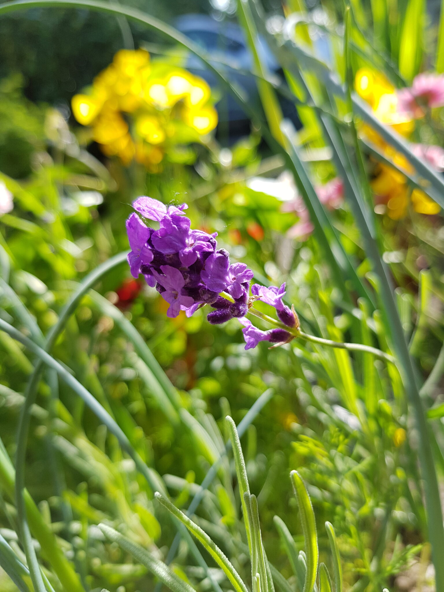 Lavendula angustifolia - Lavender