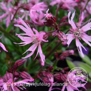 Lychnis flos-cuculi * - Munkahetta *