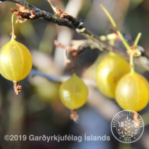 Ribes uva crispa 'Hinnomaki Röd' - Stikilsber, rauð