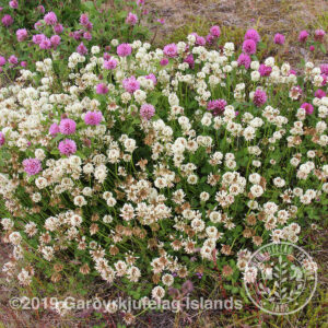 Trifolium repens *-Hvítsmári