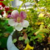 Mimulus guttatus - Apablóm