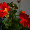 Mimulus lewisii - Rósatrúður - Rautt apablóm