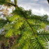 Abies procera - Eðalþinur