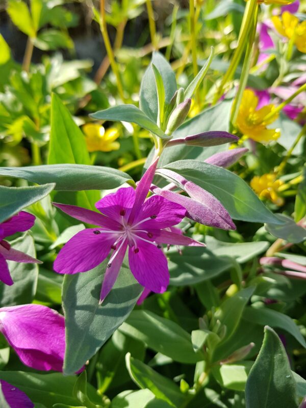 Epilobium latifolium (Chamaenerion) * - Eyrarrós *