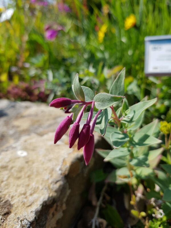 Epilobium latifolium (Chamaenerion) * - Eyrarrós *