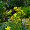 Hypericum perforatum - Jónsmessurunni