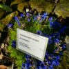 Gentiana chinensis - Kínavöndur