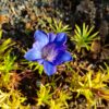 Gentiana chinensis - Kínavöndur
